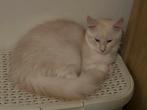 Maine Coon kittens, Meerdere dieren, Ontwormd, 0 tot 2 jaar