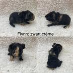 3 baby us teddy beertjes van verschillende leeftijden, Dieren en Toebehoren, Knaagdieren, Cavia, Mannelijk, November, Tam