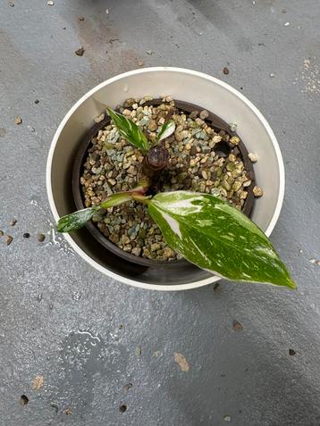 Philodendron White Princess beschikbaar voor biedingen