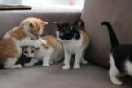 Alle kittens zijn Gereseveerd!!, Dieren en Toebehoren, Katten en Kittens | Overige Katten, Meerdere dieren, Kortharig, 0 tot 2 jaar