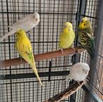 Grasparkieten de laatste jongen en een jaarling, Dieren en Toebehoren, Vogels | Parkieten en Papegaaien, Meerdere dieren, Parkiet