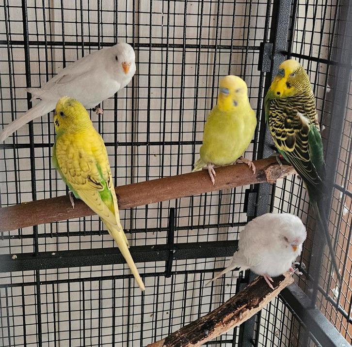 Grasparkieten de laatste jongen en een jaarling, Dieren en Toebehoren, Vogels | Parkieten en Papegaaien, Parkiet, Meerdere dieren