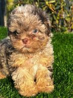 poedel x boomer pups maltipoo boompoo, Dieren en Toebehoren, Honden | Niet-rashonden, Nederland, CDV (hondenziekte), 8 tot 15 weken