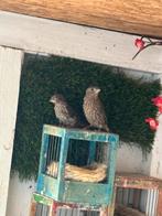 5 mexicaanse roodmussen, Dieren en Toebehoren, Meerdere dieren, Tropenvogel, Geringd