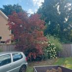 japanse esdoorn, Tuin en Terras, Planten | Bomen, Ophalen, Bloeit niet, Halfschaduw, Overige soorten