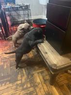 American Bully pocket pup, Particulier, Rabiës (hondsdolheid), 8 tot 15 weken, Buitenland