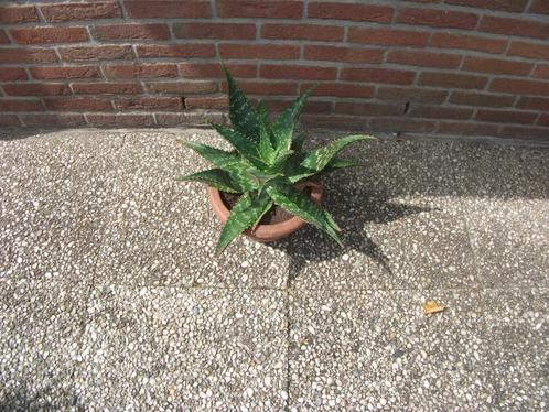 Aloë Vera / Aloë Thiba, Huis en Inrichting, Kamerplanten, Overige soorten, Minder dan 100 cm, Ophalen of Verzenden