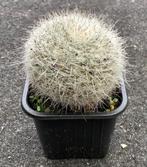 Cactus, Mammillaria, Huis en Inrichting, Kamerplanten, Ophalen of Verzenden, Cactus, Volle zon, Minder dan 100 cm