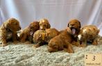 Medium Labradoodles puppy’s geboren gelegeheidsnestje, Dieren en Toebehoren, Rabiës (hondsdolheid), Reu, 8 tot 15 weken, Eén hond