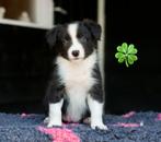 Border collie x australian shepherd puppys, Overige rassen, 8 tot 15 weken, Meerdere, Meerdere dieren