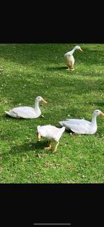 5 woerden te koop (loopeenden), Dieren en Toebehoren, Pluimvee, Meerdere dieren, Eend