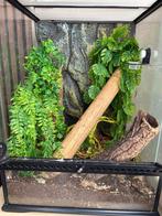 Koppel wimpergekko's + terrarium, Dieren en Toebehoren, Reptielen en Amfibieën, Hagedis, Met terrarium, 3 tot 6 jaar