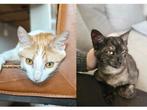 May en Luna - 2 lieve poezen, Dieren en Toebehoren, Katten en Kittens | Overige Katten, Poes, Kortharig, 0 tot 2 jaar