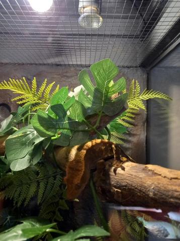Terrarium met wimpergekko  ! prijs bespreekbaar ! beschikbaar voor biedingen