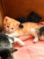 Super lieve knappe kittens, Dieren en Toebehoren, Katten en Kittens | Overige Katten, Meerdere dieren