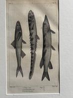 O U D 1812 - vissen gravure - plate 36, Antiek en Kunst, Kunst | Etsen en Gravures, Ophalen of Verzenden