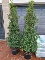Portugese laurier ca 180 cm potgekweekt, Tuin en Terras, Planten | Struiken en Hagen, Ophalen of Verzenden, Laurier, Haag, 100 tot 250 cm