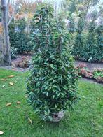 Portugese laurier haagplanten in alle hoogtes, Ophalen of Verzenden, Laurier, Haag, 100 tot 250 cm