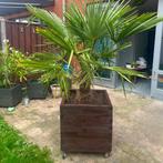 Vierkante Bloembak 100x100x100, olijfboom plantenbak, trelli