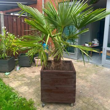 Vierkante Bloembak 100x100x100, olijfboom plantenbak, trelli beschikbaar voor biedingen