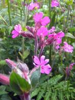 Dagkoekoeksbloem (zaad), Tuin en Terras, Bloembollen en Zaden, Ophalen, Zaad