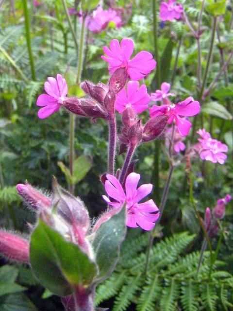 Dagkoekoeksbloem (zaad), Tuin en Terras, Bloembollen en Zaden, Zaad, Ophalen