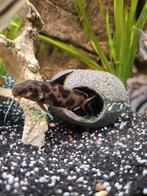 synodontis decorus, Vis, Zoetwatervis
