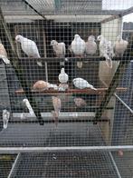 Tortelduifjes, Dieren en Toebehoren, Meerdere dieren, Overige soorten