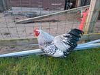 Wyandotte haan, zwart wit gezoomd., Dieren en Toebehoren, Pluimvee, Mannelijk, Kip