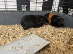 2 cavia’s + accessoires, Dieren en Toebehoren, Vrouwelijk, Cavia, Voor 1 juli 2024