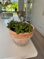 Vetplant incl terracotta pot, Huis en Inrichting, Kamerplanten, Minder dan 100 cm, Halfschaduw, In pot, Ophalen