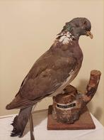 Opgezette dieren houtduif taxidermie prepareren duif, Verzamelen, Dierenverzamelingen, Ophalen of Verzenden, Gebruikt, Vogel, Opgezet dier