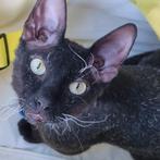 Kruising Devon Rex gecastreerde kater, 11 maanden oud, Dieren en Toebehoren, Kater, Kortharig, 0 tot 2 jaar