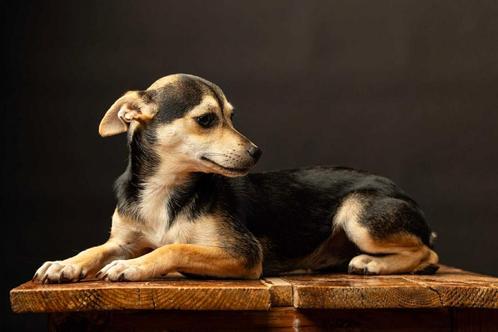 Lily verblijft in Cyprus, Dieren en Toebehoren, Honden | Niet-rashonden, Klein, Teef, Particulier, Eén hond, Buitenland, 1 tot 2 jaar