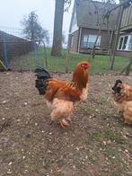 Brahma haan, Mannelijk, Kip