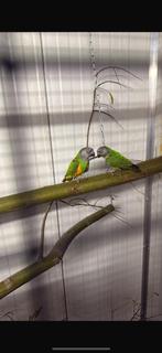 Opzoek naar koppel bonte boeren, Dieren en Toebehoren, Vogels | Parkieten en Papegaaien, Meerdere dieren, Parkiet