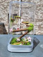 Springspin terrarium || 12 x 12 x 20 cm, Dieren en Toebehoren, Insecten en Spinnen