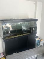 Aquarium juwel rio 450 met onderkast filter en 3D rots wand, Vis, Zoetwatervis
