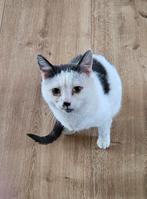 Goed huis gezocht voor een aanloop katertje, Dieren en Toebehoren, Katten en Kittens | Raskatten | Korthaar, Kater