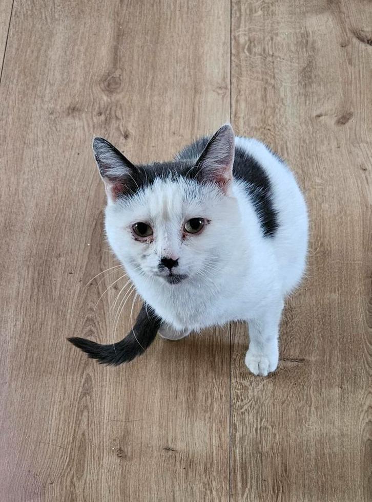 Goed huis gezocht voor een aanloop katertje, Dieren en Toebehoren, Katten en Kittens | Raskatten | Korthaar, Kater