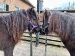 Lieve Shetlanders moeder en dochter, Dieren en Toebehoren, Merrie, Met stamboom, Zadelmak, A pony (tot 1.17m)