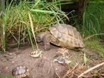 landschildpadden te koop, Dieren en Toebehoren, Reptielen en Amfibieën, Schildpad, Tam, 0 tot 2 jaar