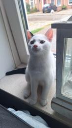 Kitten katertje, Dieren en Toebehoren, Katten en Kittens | Overige Katten, Kater, Kortharig, 0 tot 2 jaar