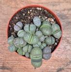 Lithops Levende stenen p8 (2), Huis en Inrichting, Kamerplanten, Ophalen of Verzenden, Halfschaduw, Minder dan 100 cm
