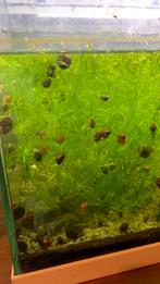 Aquariumslakken, Dieren en Toebehoren, Vis