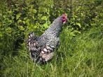 Amrock kippen groot | Rustige kip | Deskundig advies!, Dieren en Toebehoren, Pluimvee, Kip, Meerdere dieren