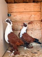 Iraakse duiven te koop, Dieren en Toebehoren, Vogels | Duiven, Meerdere dieren