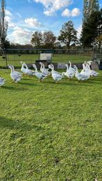 Mooie ganzen te koop /1-06 - 25, Dieren en Toebehoren, Pluimvee, Meerdere dieren, Gans of Zwaan