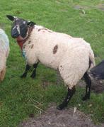 Ram Dekram rammen schaap schapen Feest paard pony koe kalf, Dieren en Toebehoren, Schapen, Geiten en Varkens, Mannelijk, Schaap