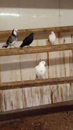Verschillende (koppels)  sierduiven, Dieren en Toebehoren, Vogels | Duiven, Meerdere dieren, Overige soorten